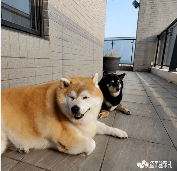 每天只吃一顿饭却仍然浑圆如猪这只胖柴犬可爱得让人心疼啊