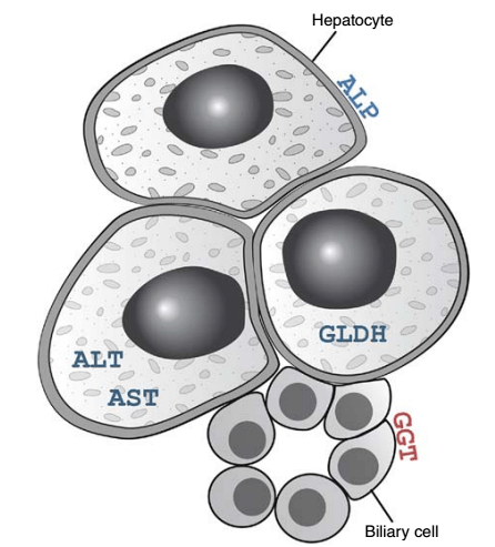 关于肝脏功能与肝细胞酶的检测你必须要了解的点