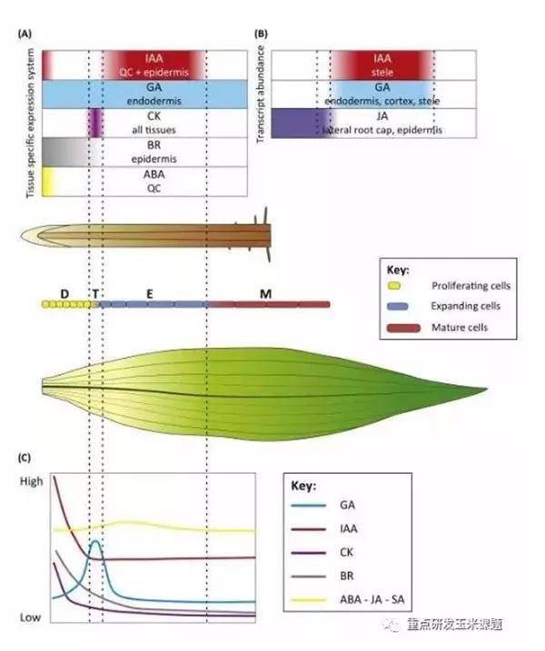 玉米6-12片叶,细节管理很重要