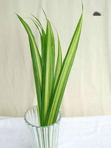 100种插花常用叶材你值得拥有