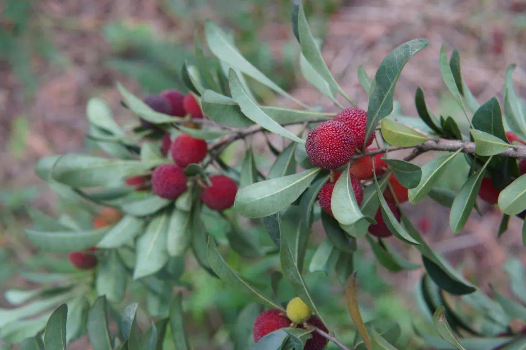 西来花果山的杨梅熟了又大又红又甜
