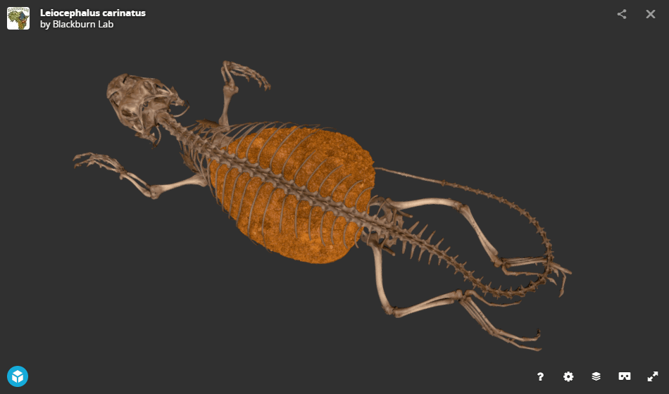 蜥蜴的骨骼结构图图片