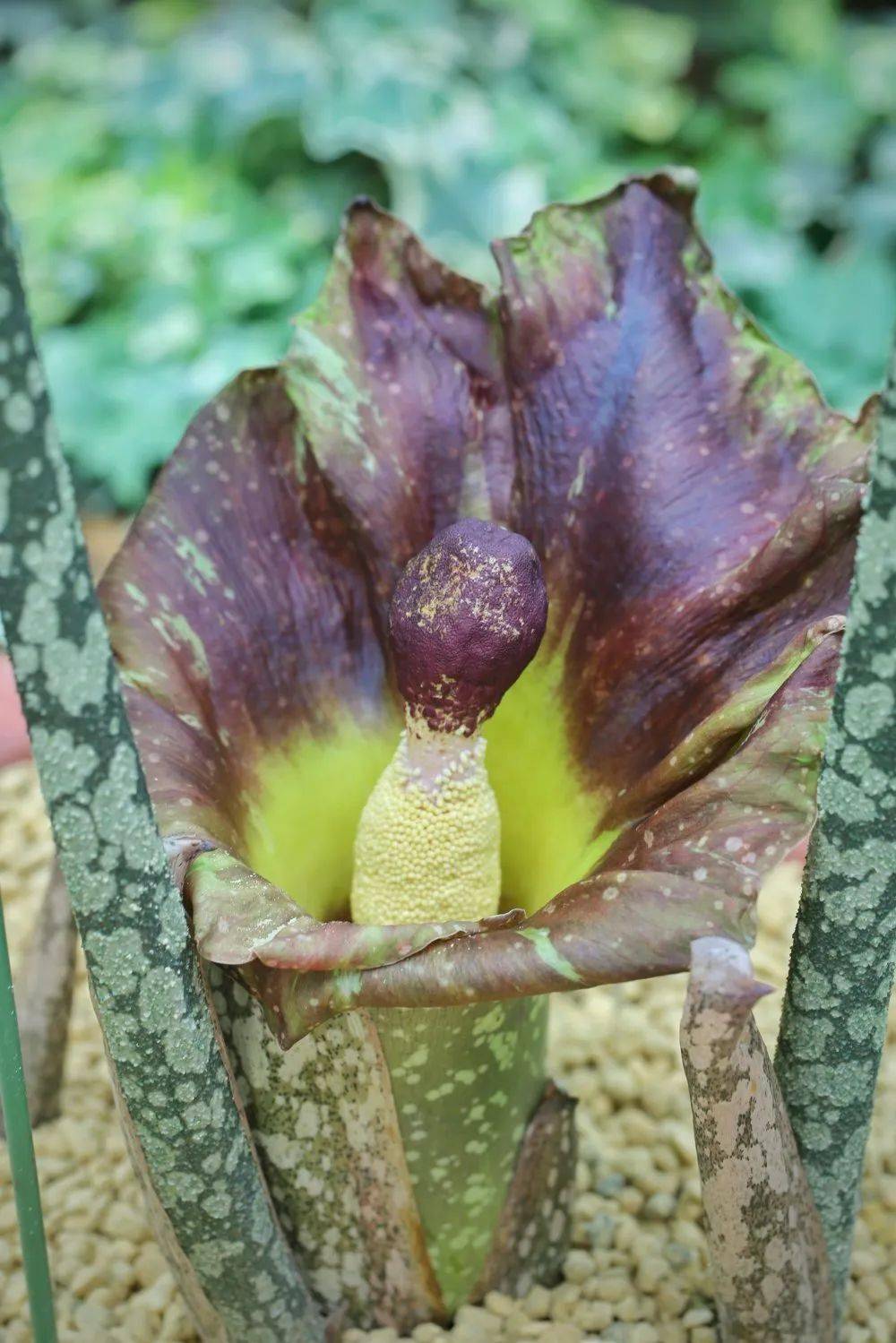 virosus )为天南星科 (araceae)磨芋属植物,也称疣柄魔芋,是国内花序