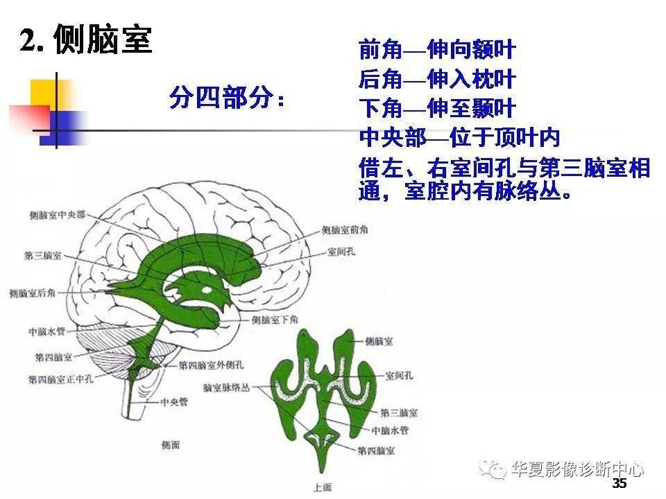 在醫學及解剖學上,多用大腦一詞來指代端腦.脊