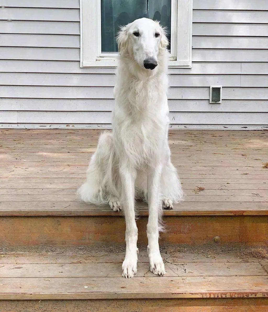千万别让柯基看到,这只狗的鼻子比它的腿还长!