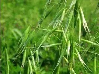 为害部位或传播途径:为田间有害杂草.随小麦种子传播.