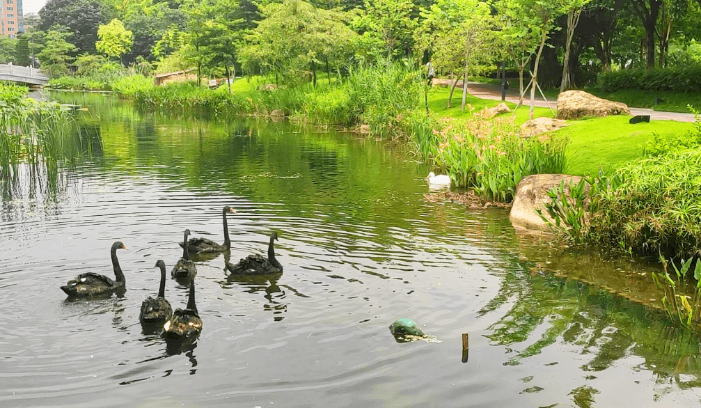 麻鸭惊喜亮相也有6只黑天鹅,2只白鸭在映月湖公园映月湖公园不用滤镜