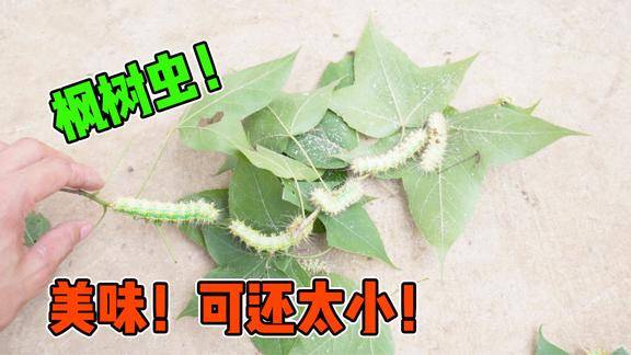 枫树上的虫子很好吃好多人都不知道你们见过吗
