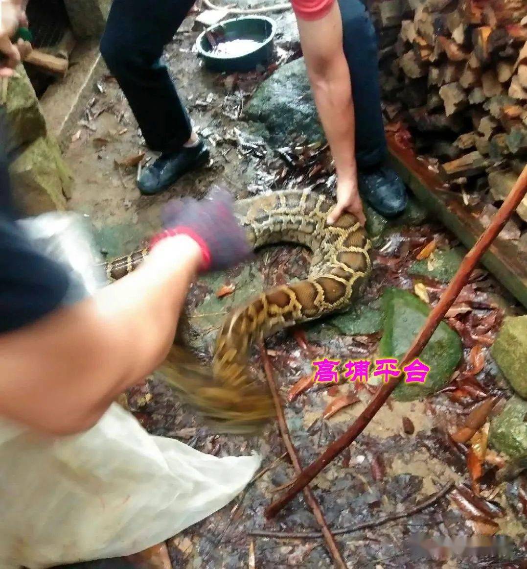 船埔今早船埔镇红足村惊现几十斤大蟒蛇吃鸡