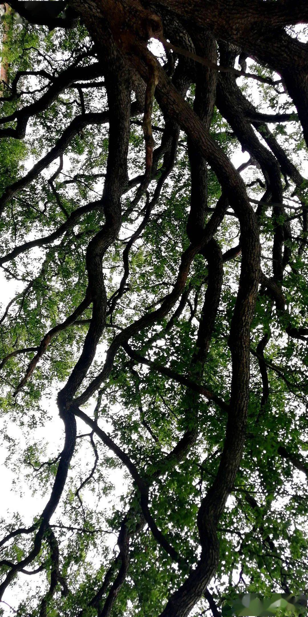 【走读全州】永岁大源秀水村有一棵罕见完美的伞形古樟_樟树