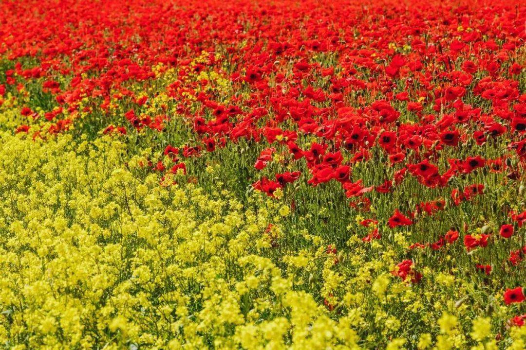 英国夏日的虞美人花海,更不容错过.