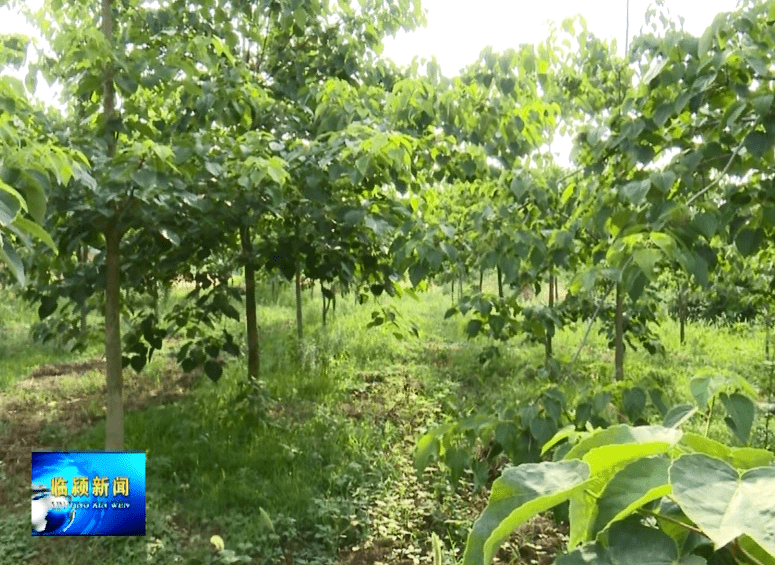公司已经发展为河南省最大的山桐子育苗基地,带动了周边经济发展,为扶