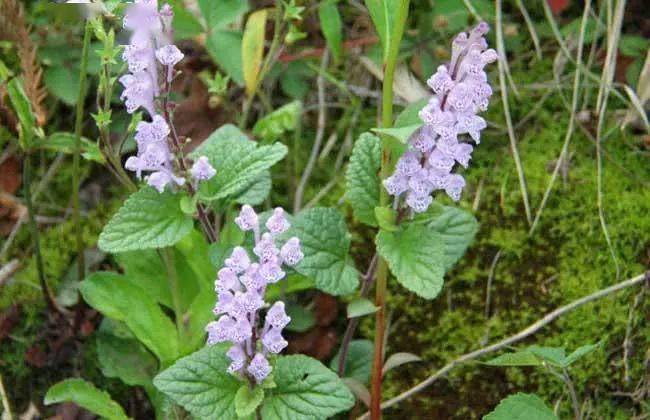 农村这种野草人称韩信草以前常常被除掉如今却成了宝贝