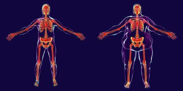 为什么女孩子在青春期容易发胖?