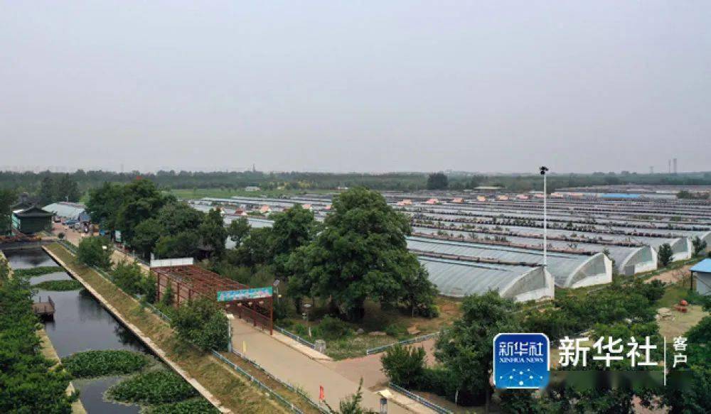 看武清新华社报道梅厂的葡萄熟了