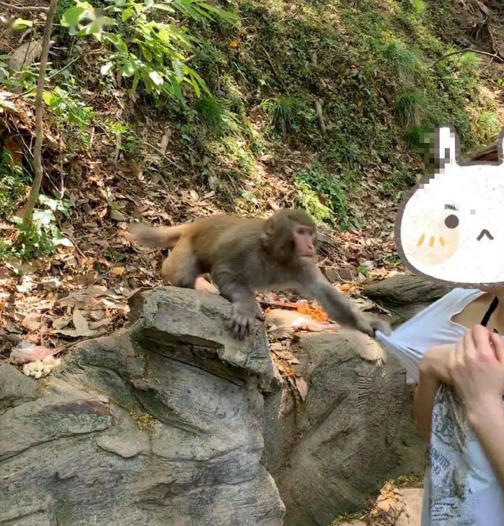 每个去动物园看耍猴的人,都逃不过被猴耍的命_猴子