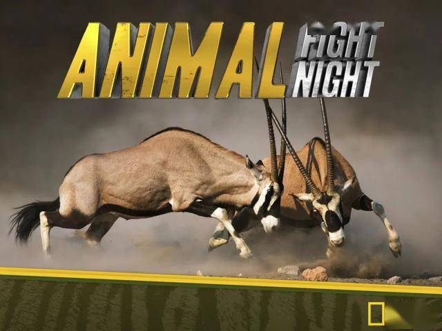 动物版搏击俱乐部除了血腥暴力还有更多无厘头