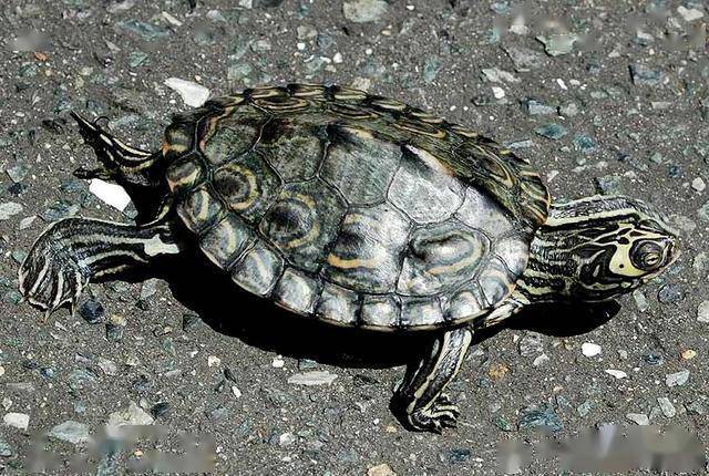 一日一龟地图龟