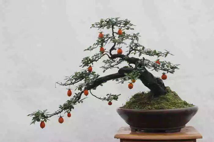 (图文)金弹子播种技术_种子