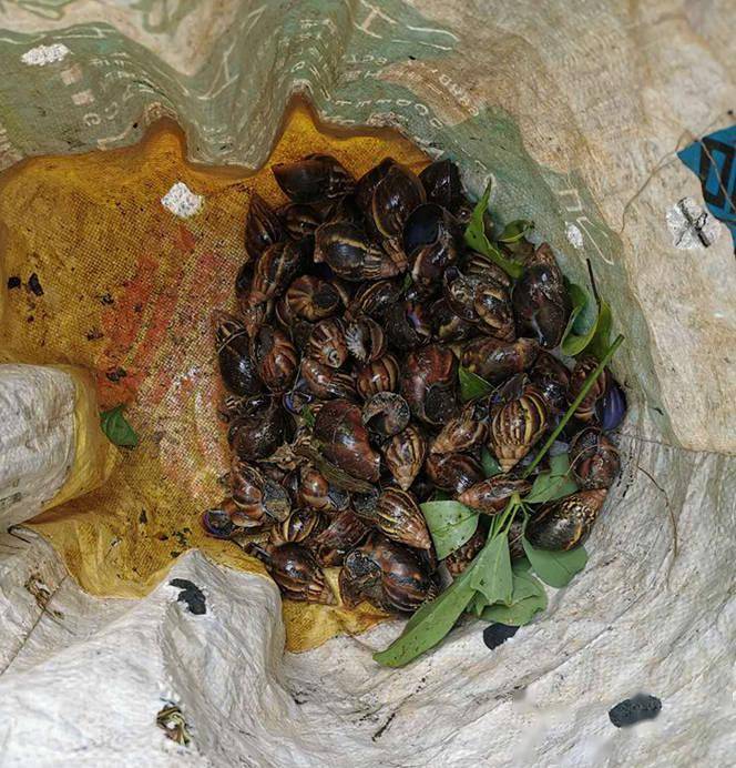 新闻追踪番禺一小区东风螺爬上墙物业出手了