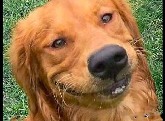 假笑狗表情包图片