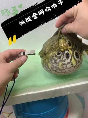 挑战全网吹哨子豚哥带你玩狗头无所不能的我三八女神节豚哥日常拍摄