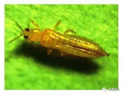 说起花生田的害虫,很多花生种植户可能只知道地下害虫蛴螬以及地上