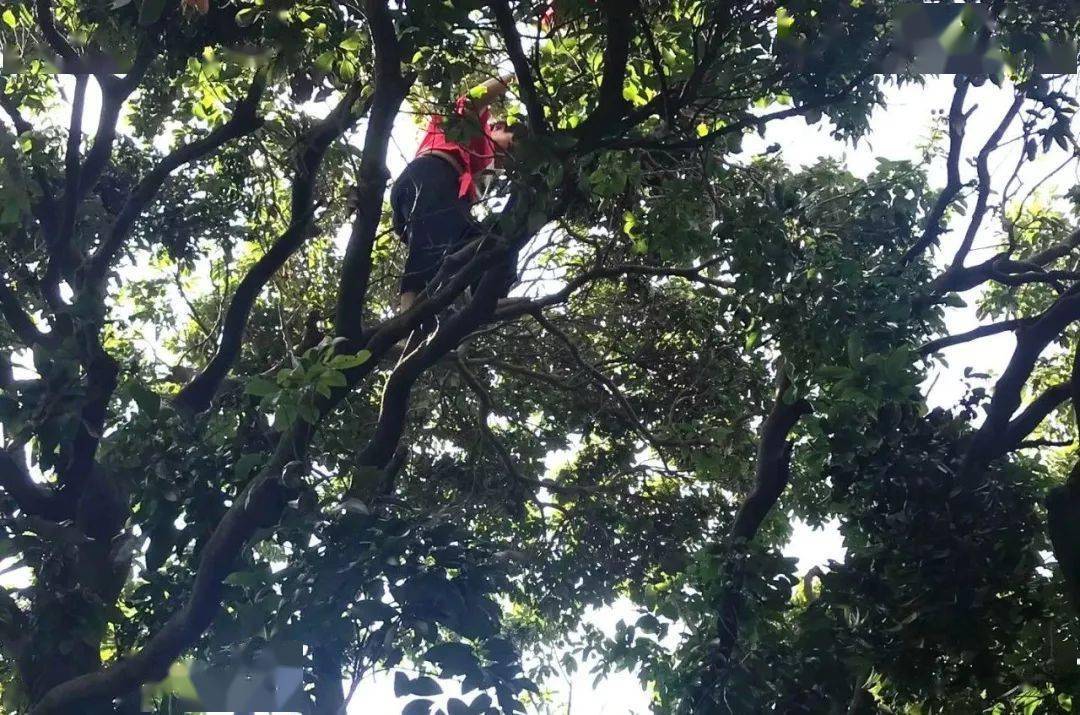 三角人注意已有7个人偷荔枝被抓了