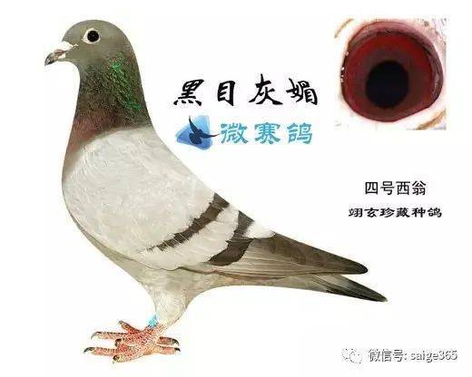 欣赏最纯的牛眼西翁鸽