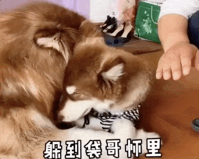 阿拉斯猪痛失所爱后郁郁寡欢为了让它开心点主人领回来一只小母狗