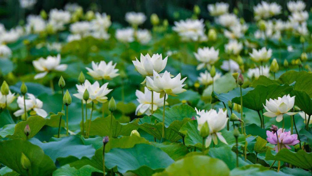 盛夏消暑好去处!这个夏天,"荷"你在台儿庄运河湿地相约(航拍 美图)
