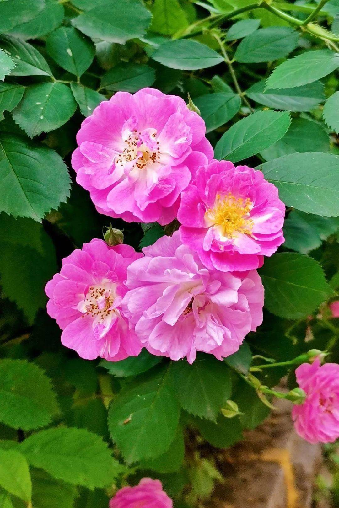 6月12日——一帆風順繡線菊 花開嬌豔 6月13日玫瑰港灣小區手機隨拍