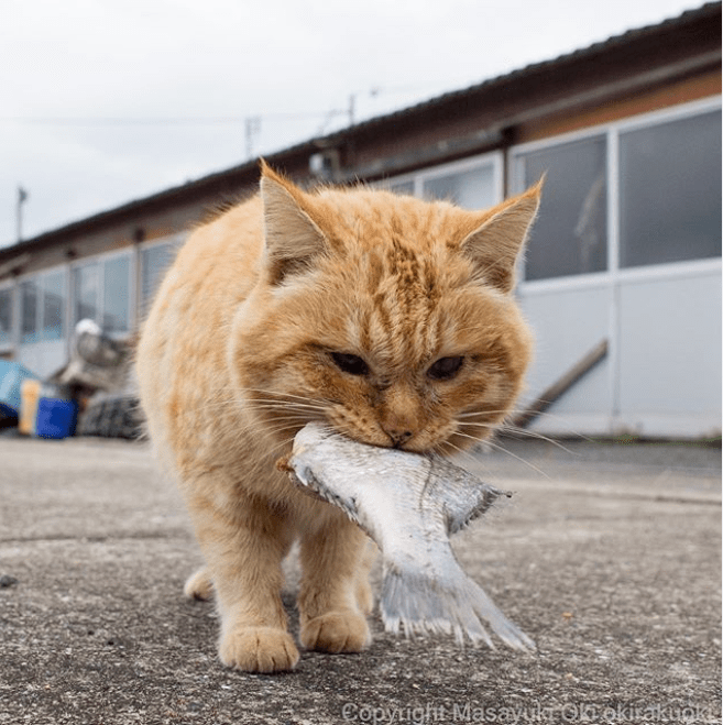 有一说一猫就是馋鱼的身子