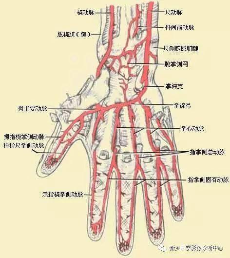 上肢动脉血管详细解剖_锁骨
