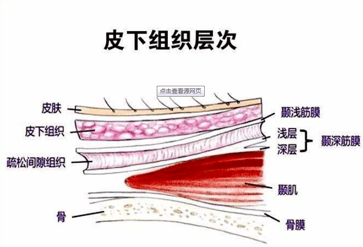 深筋膜层:为肌肉表面的深筋膜(固有筋膜)和各层肌肉之间的肌间隔,其