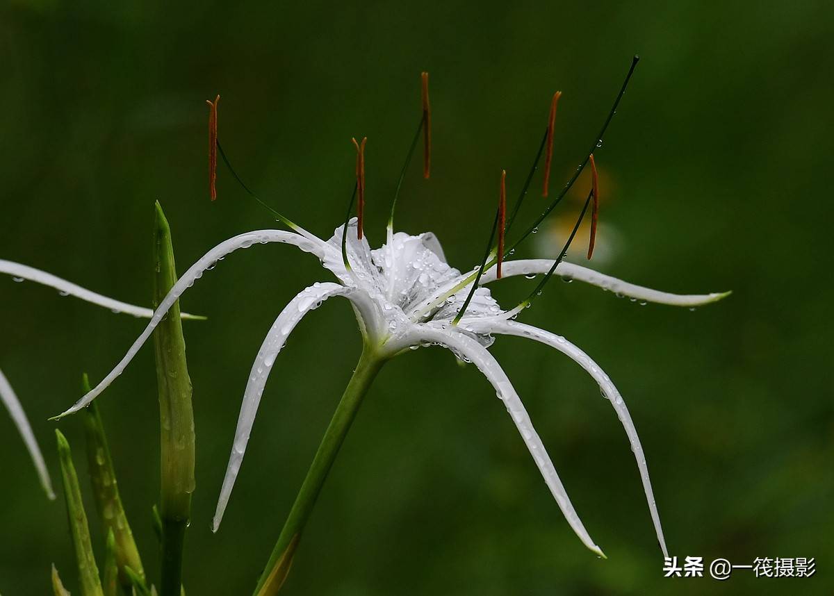 冠生雄蕊代表植物图片