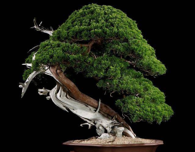 盆栽真柏盆景肥水管理做好这几点枝短叶密简单好学