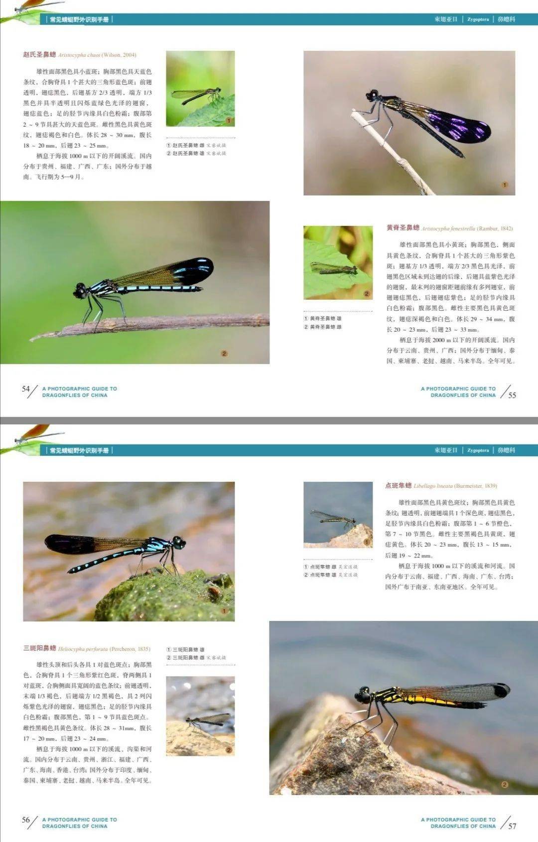 新书推介常见蜻蜓野外识别手册先行定制版全款预售