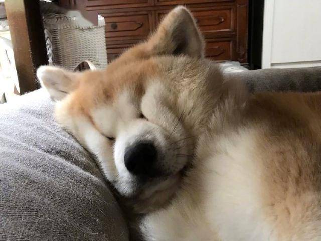 汪星人睡觉的时候真的不管理下自己的表情吗