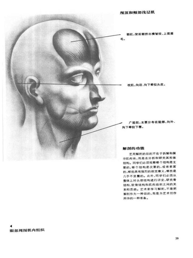 头颅解剖图素描图片