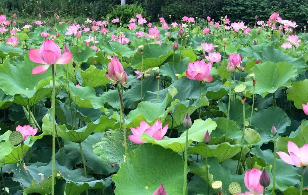 夏日限定!打卡宁德9处唯美荷塘,捕捉最美的夏天