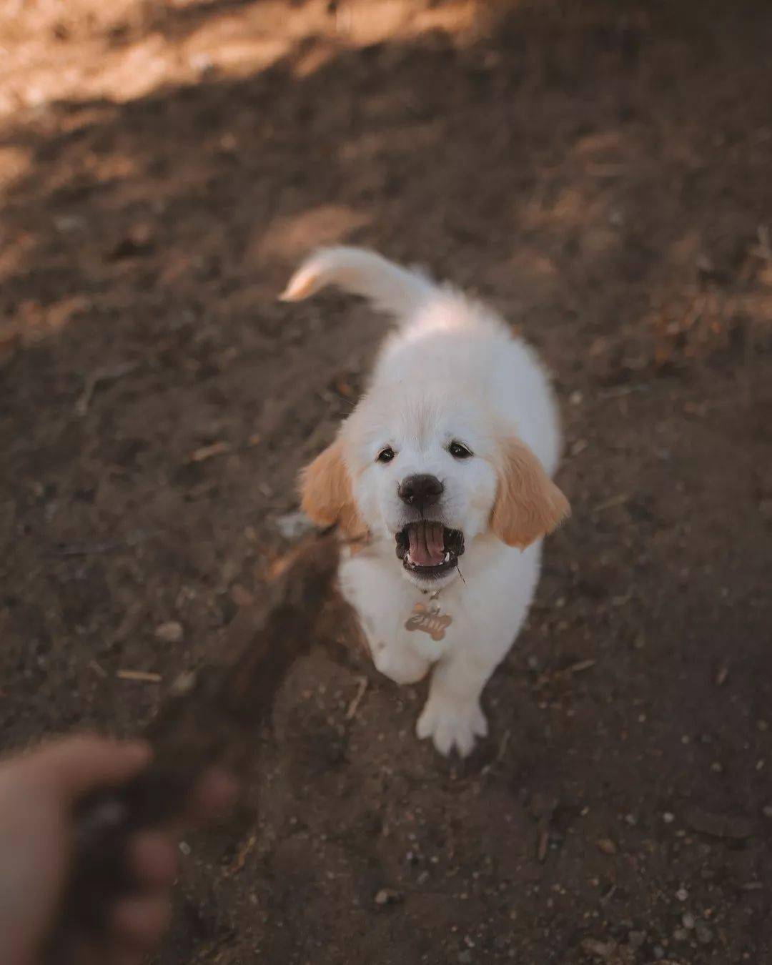 奶白色的小金毛,不得不喜欢呢
