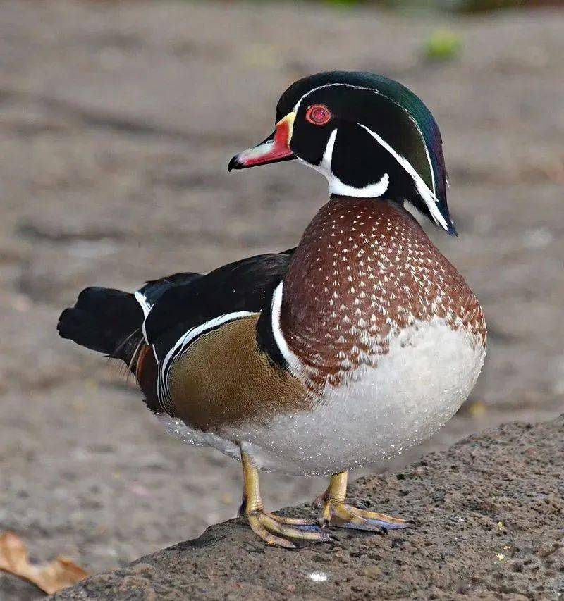 67大自然像新娘般美丽的水鸟林鸳鸯