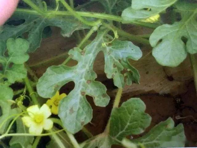 西瓜得了炭疽病严重时能导致绝收该如何防治