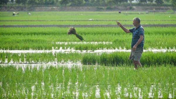 6月14日,农民在洛阳市孟津县会盟镇黄河岸边的万亩优质水稻种植识范