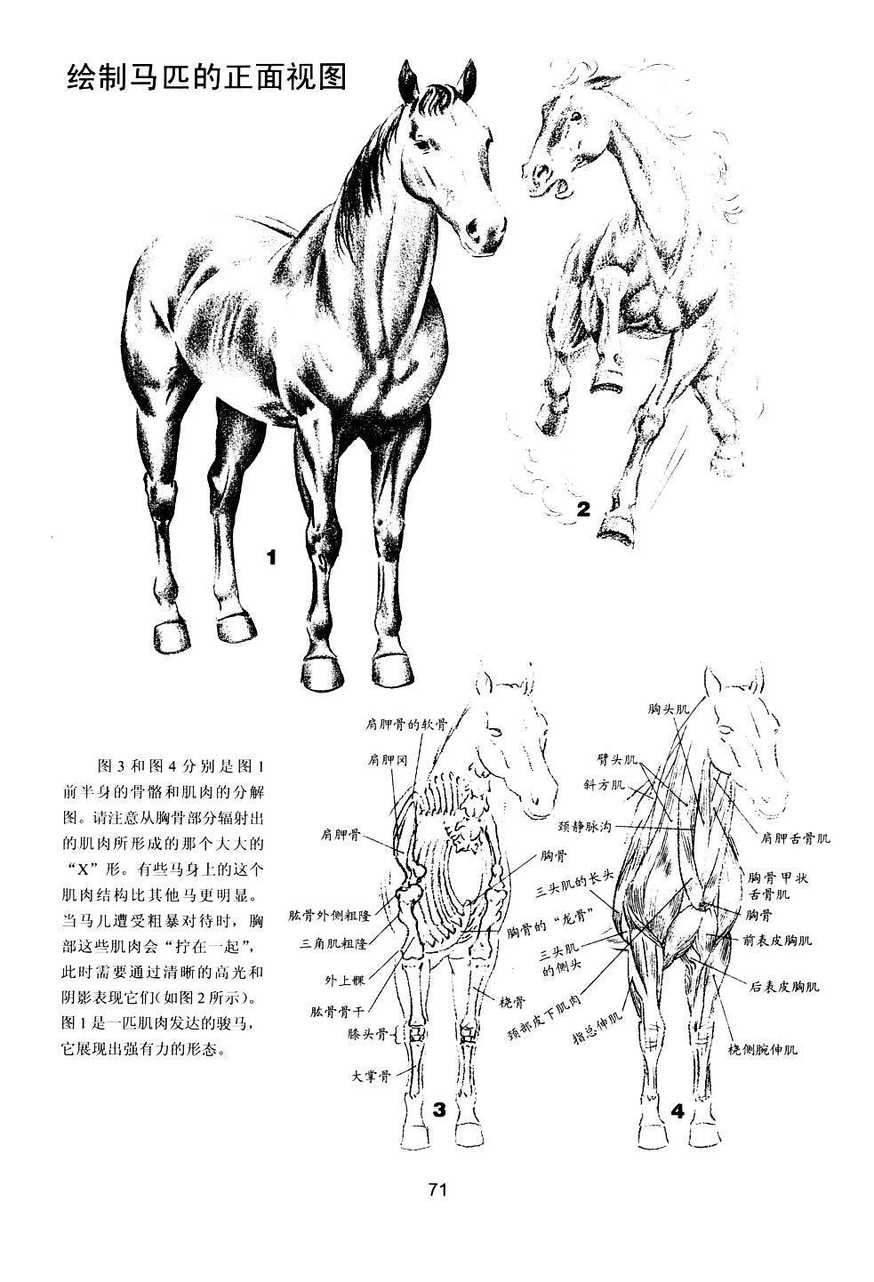 世界绘画经典教程：动物素描-搜狐大视野-搜狐新闻