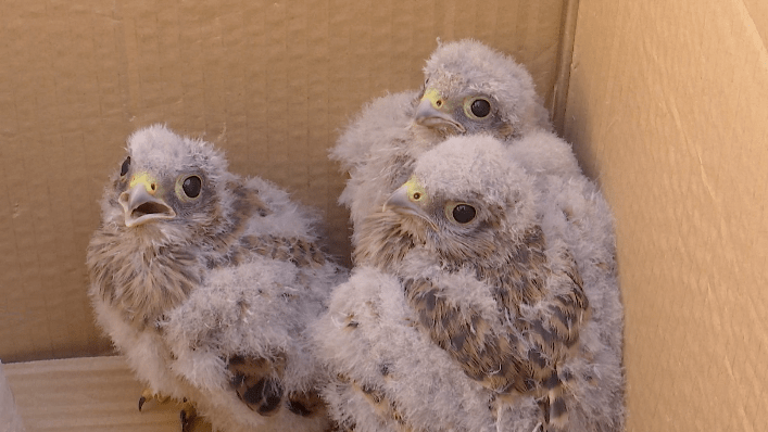 8日,乌拉特前旗供电部门工作人员救助了三只国家二级保护动物猎隼幼鸟