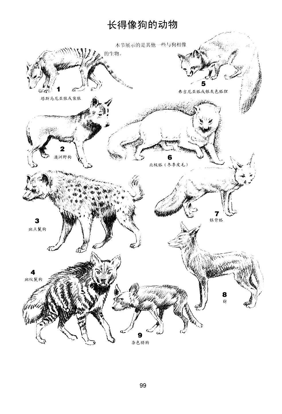 世界绘画经典教程：动物素描-搜狐大视野-搜狐新闻