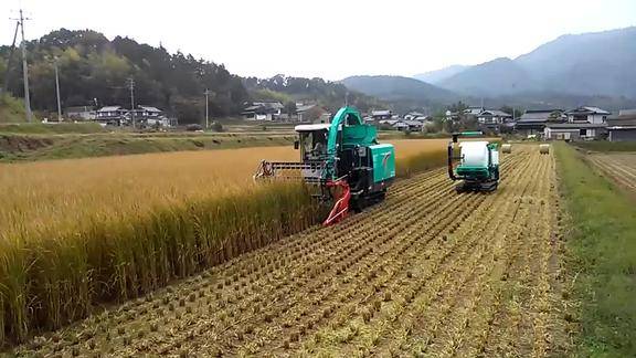 日本一体化水稻青储收割机全喂入收割很干净看着真舒服