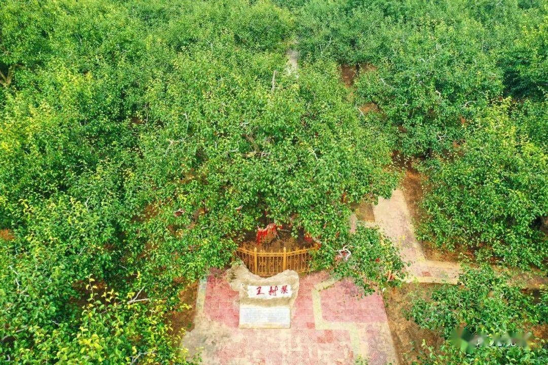 航拍宁陵万亩梨园景连景